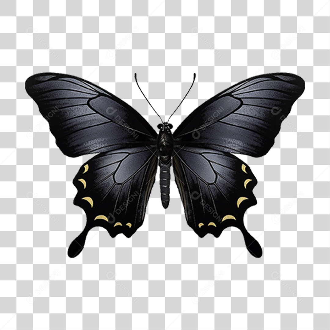 Borboletas Inseto Cores PNG Transparente