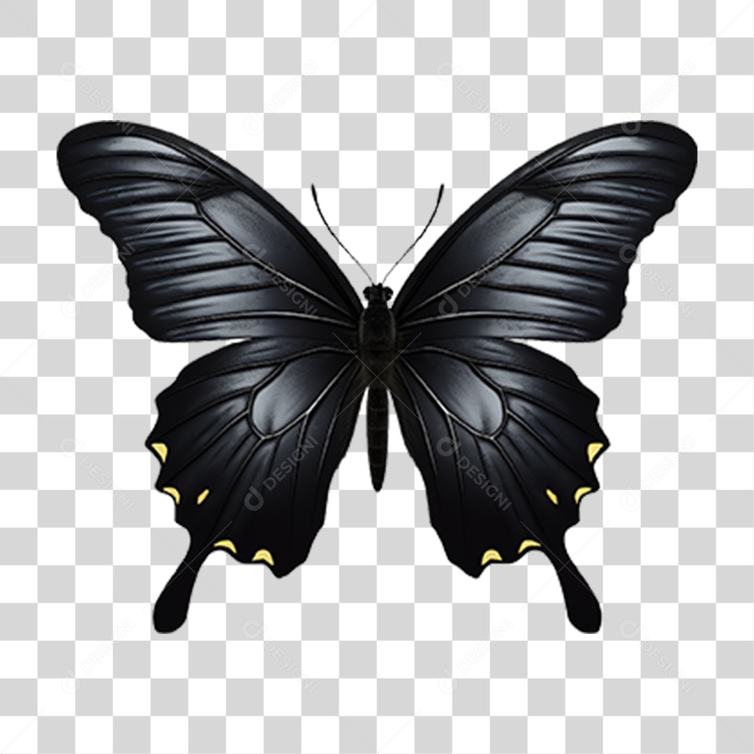 Borboletas Inseto Cores PNG Transparente