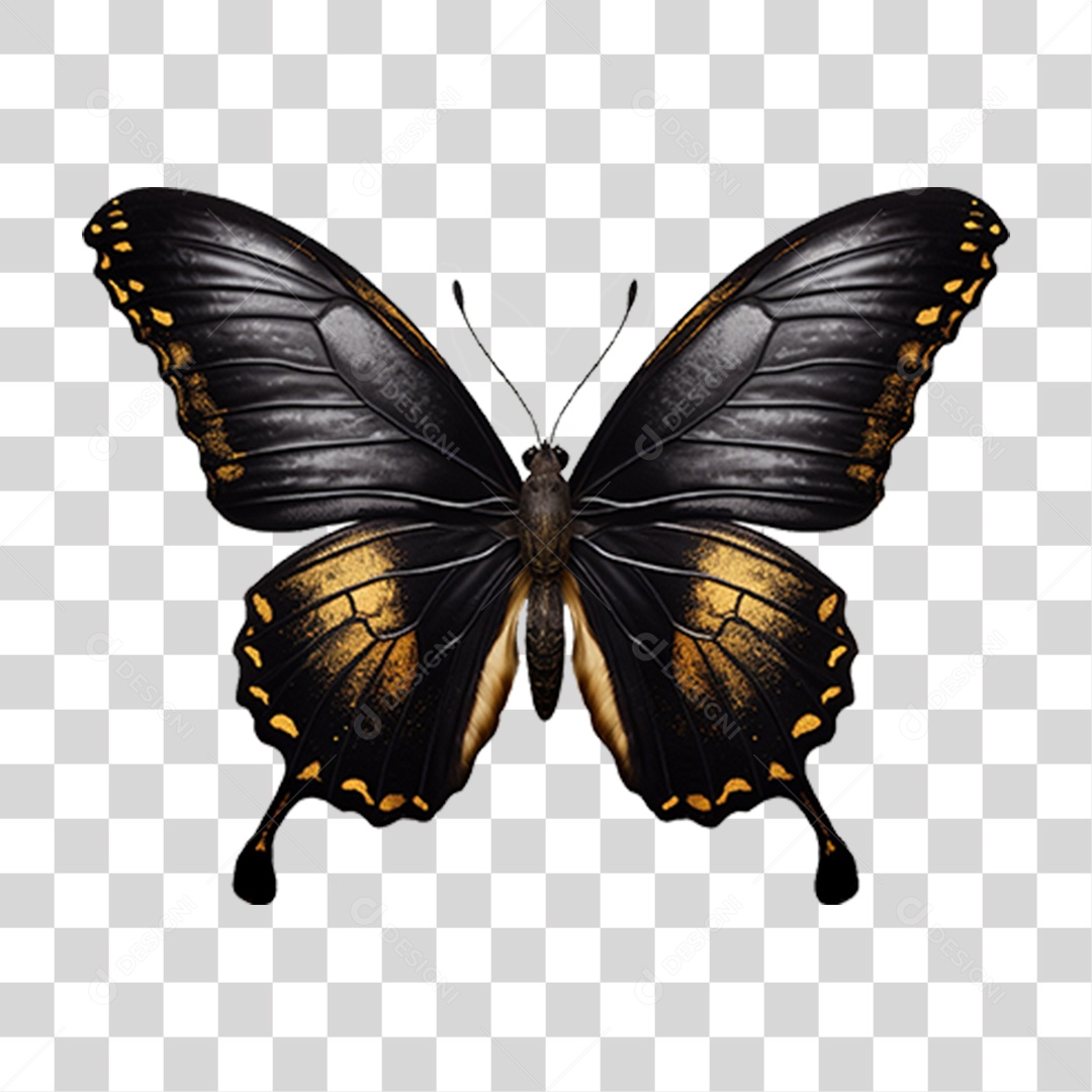 Borboletas Inseto Cores PNG Transparente