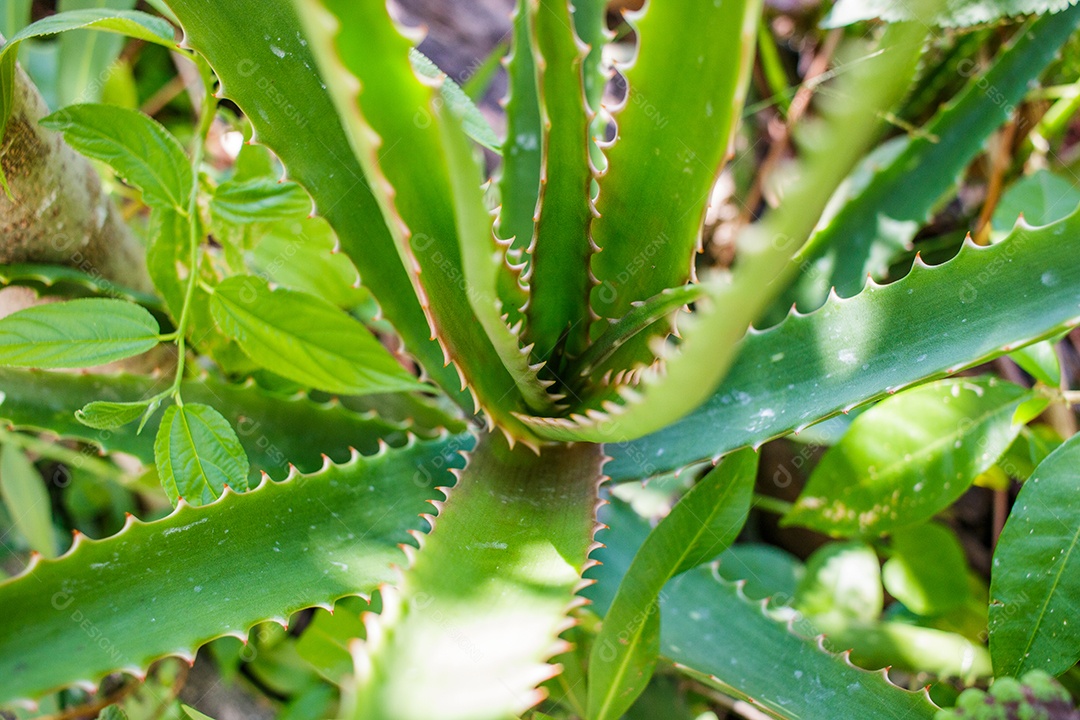 Folha de aloe vera ao ar livre em um jardim