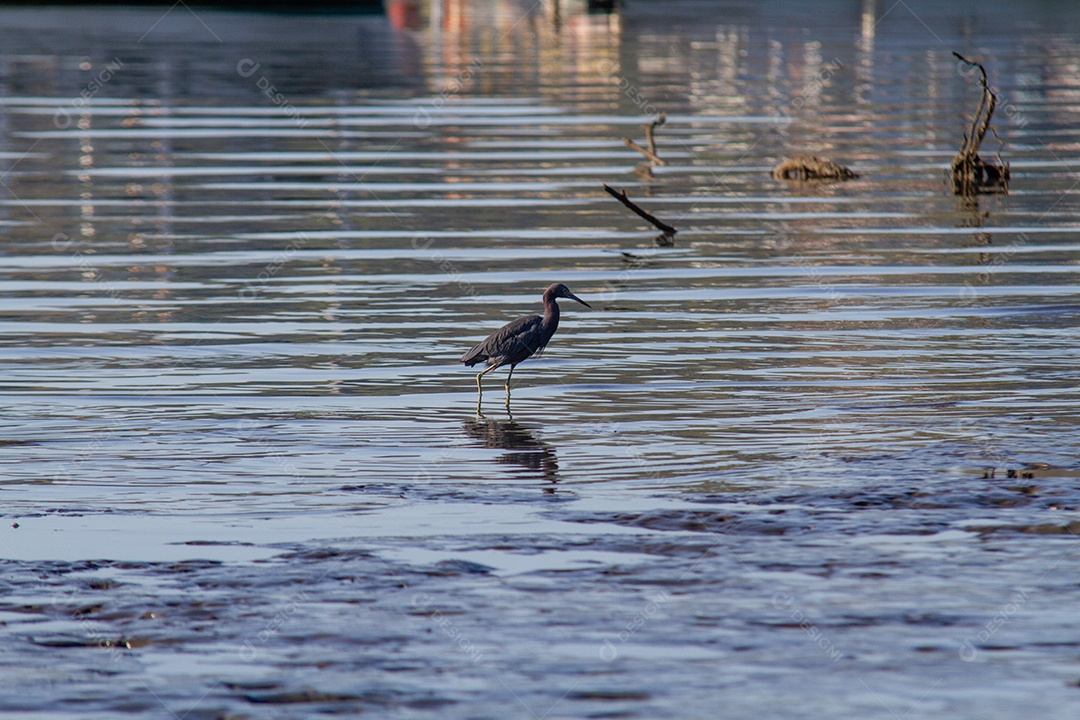 Garça negra em uma lagoa