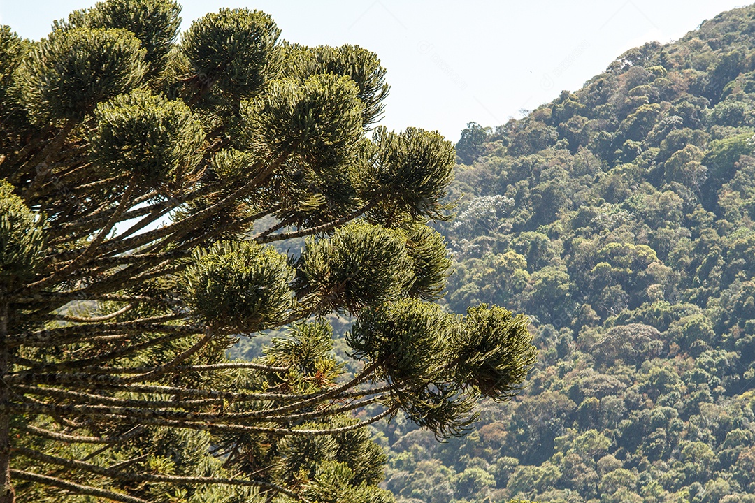 Árvore conhecida como araucária ao ar livre