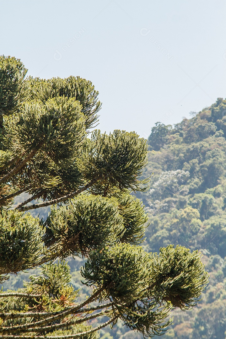 Árvore conhecida como araucária ao ar livre