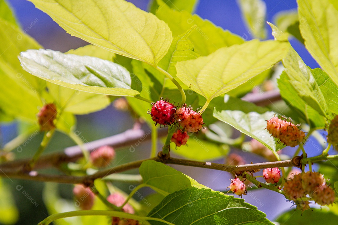 Fruta conhecida como amora ao ar livre