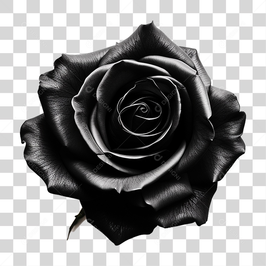 Flores Rosas Plantas PNG Transparente