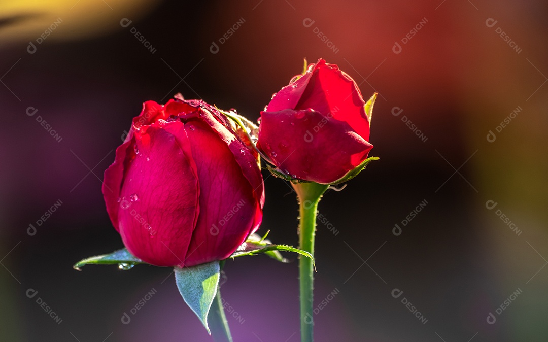 Rosas cor-de-rosa gêmeas estão florescendo