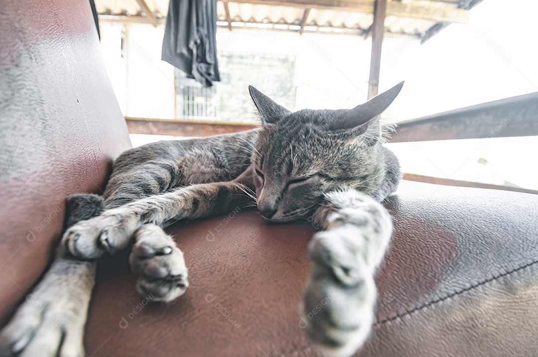 Gato doméstico cinza dormindo em uma poltrona com espaço para escrever ao lado, conceito de animal doméstico.