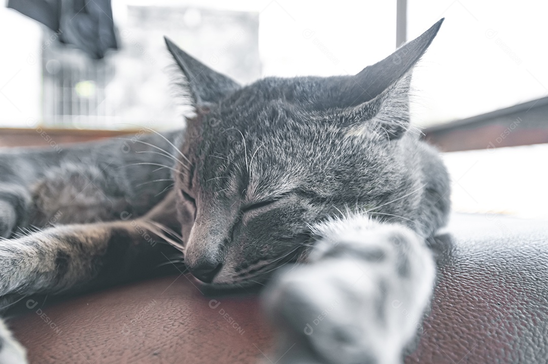 Gato doméstico cinza dormindo em uma poltrona com espaço para escrever ao lado, conceito de animal doméstico.