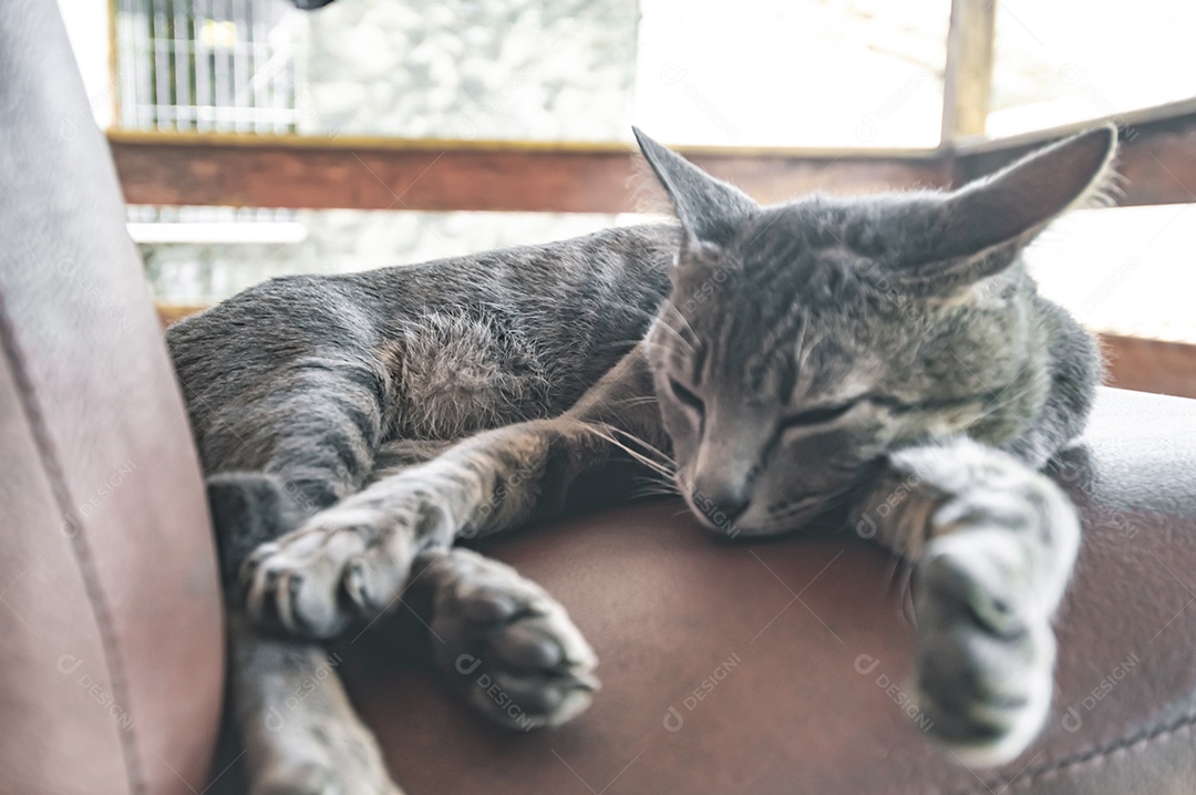Gato doméstico cinza dormindo em uma poltrona com espaço para escrever ao lado, conceito de animal doméstico.