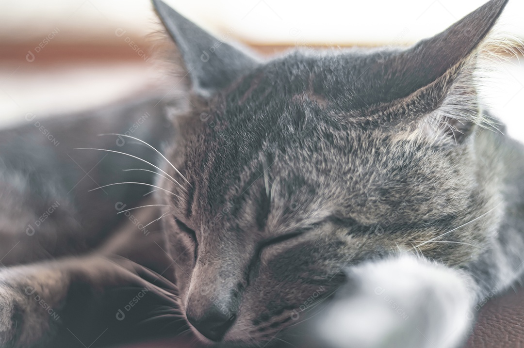 Gato doméstico cinza dormindo em uma poltrona com espaço para escrever ao lado, conceito de animal doméstico.