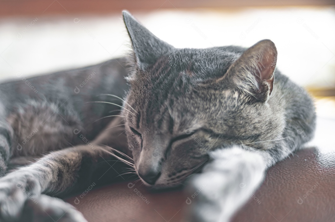 Gato doméstico cinza dormindo em uma poltrona com espaço para escrever ao lado, conceito de animal doméstico.