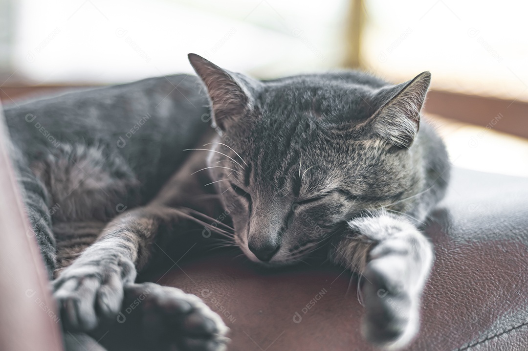 Gato doméstico cinza dormindo em uma poltrona com espaço para escrever ao lado, conceito de animal doméstico.