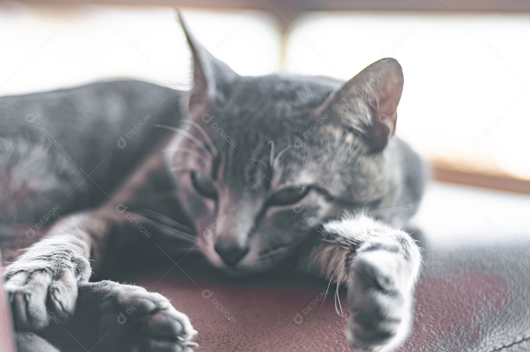 Gato doméstico cinza dormindo em uma poltrona com espaço para escrever ao lado, conceito de animal doméstico.