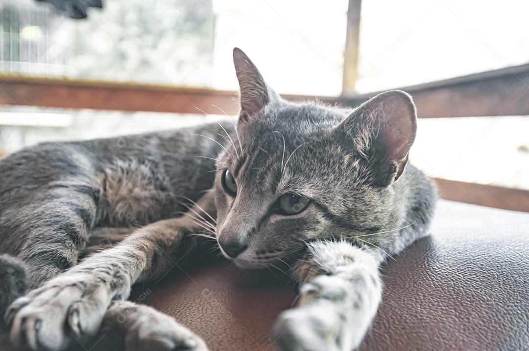 Gato doméstico cinza dormindo em uma poltrona com espaço para escrever ao lado, conceito de animal doméstico.