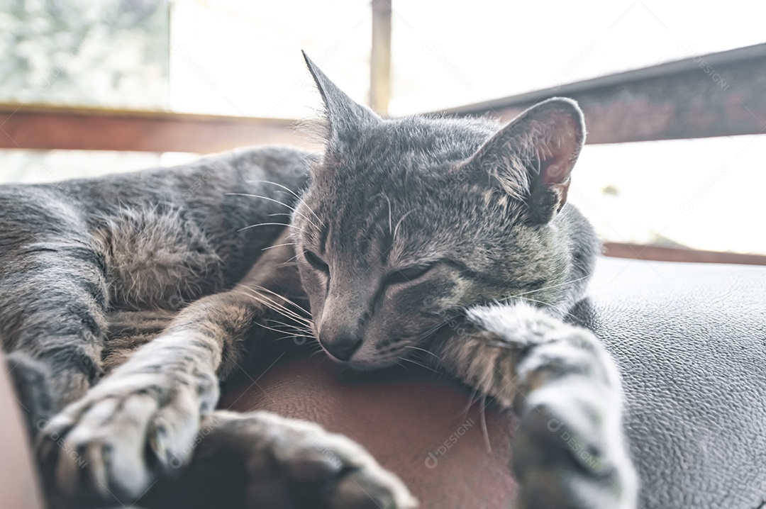 Gato doméstico cinza dormindo em uma poltrona com espaço para escrever ao lado, conceito de animal doméstico.