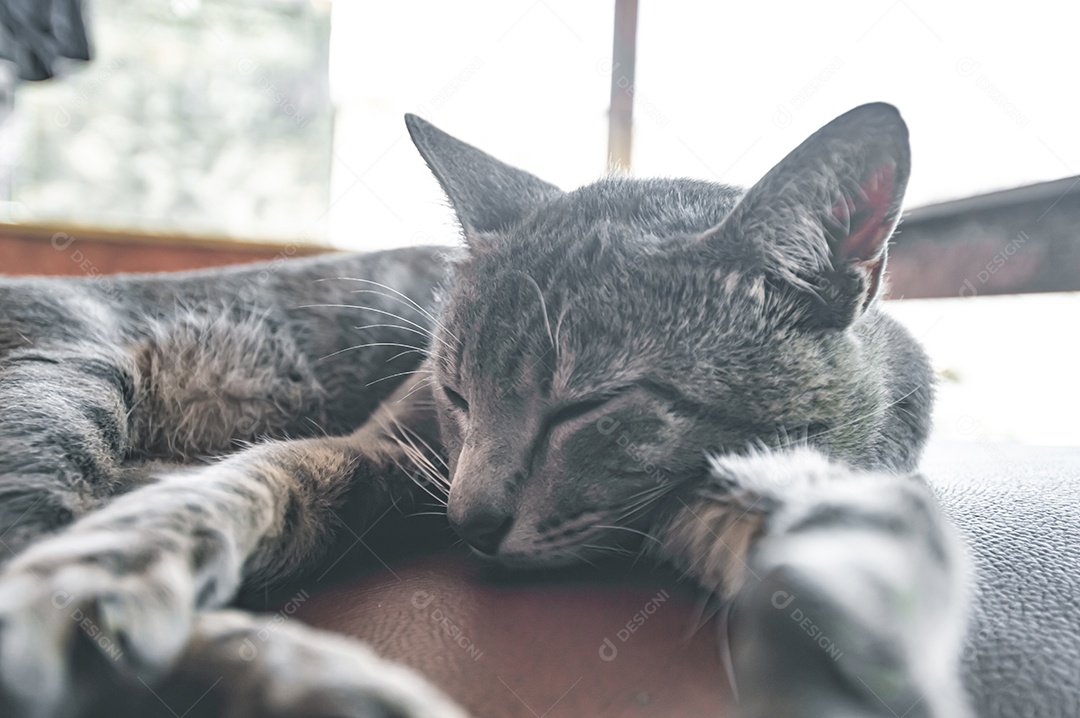 Gato doméstico cinza dormindo em uma poltrona com espaço para escrever ao lado, conceito de animal doméstico.