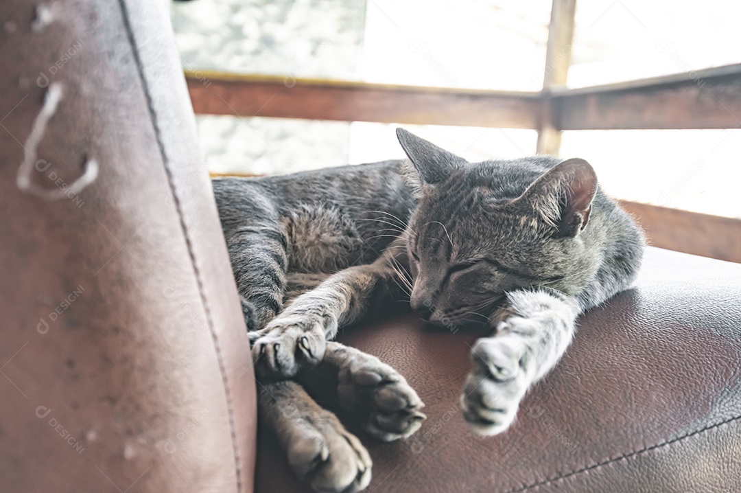 Gato doméstico cinza dormindo em uma poltrona com espaço para escrever ao lado, conceito de animal doméstico.