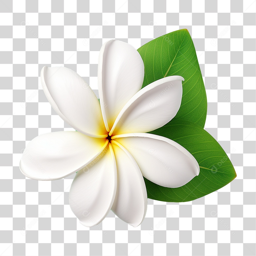 Flor de Pluméria PNG Transparente