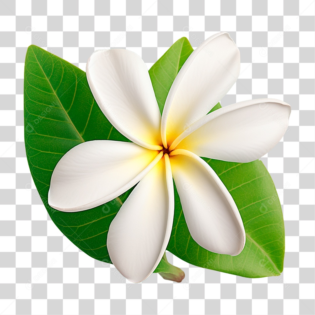 Flor Branca PNG Transparente