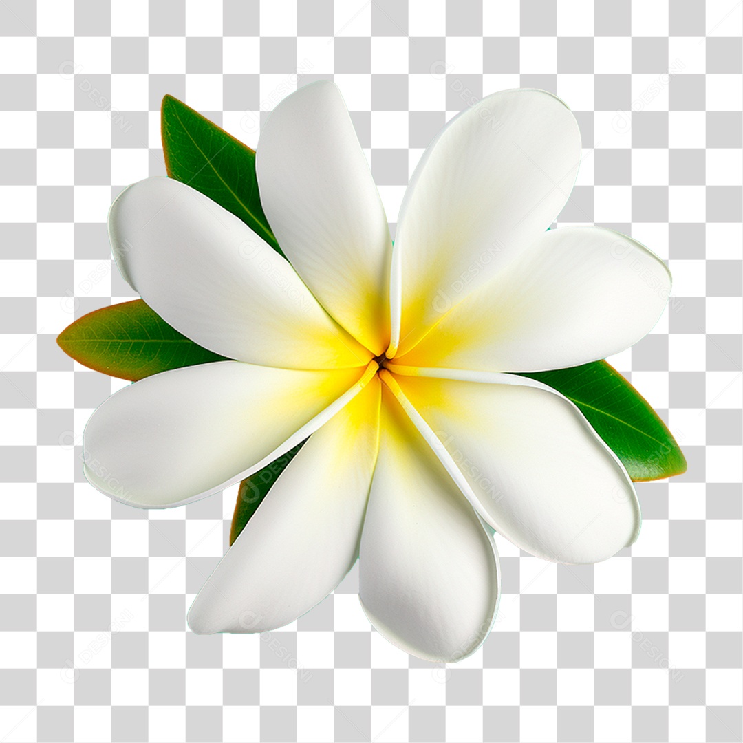 Flor Branca PNG Transparente