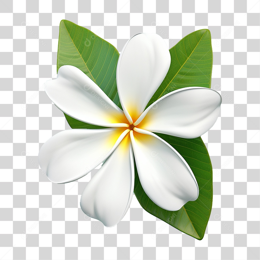 Flor de Pluméria PNG Transparente