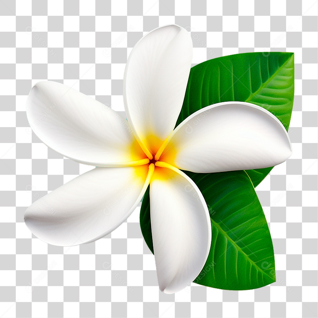 Flor Branca PNG Transparente