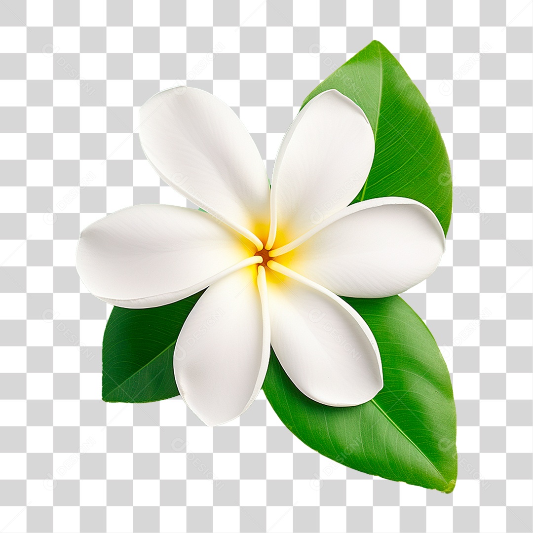 Flor Branca PNG Transparente