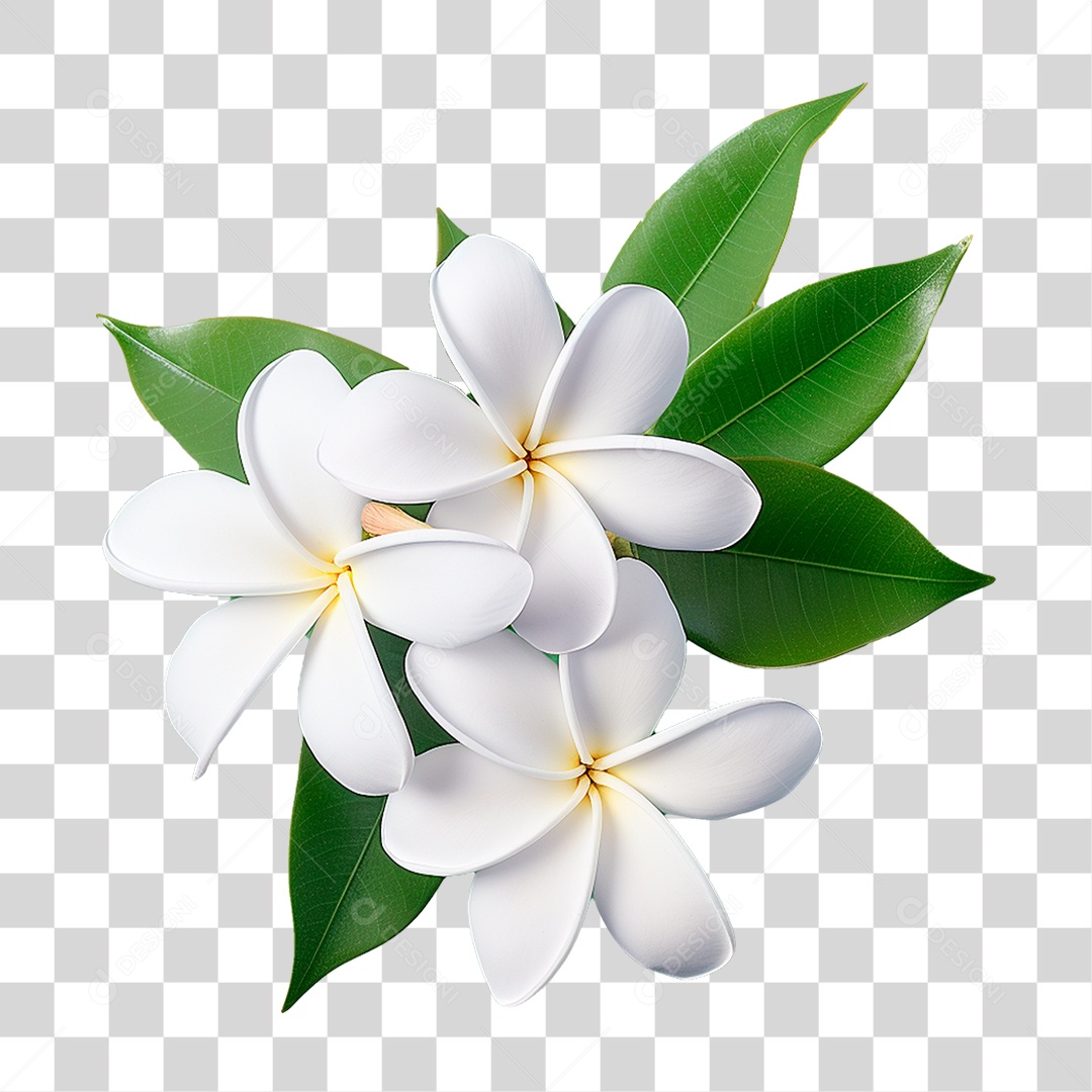 Flor Branca PNG Transparente