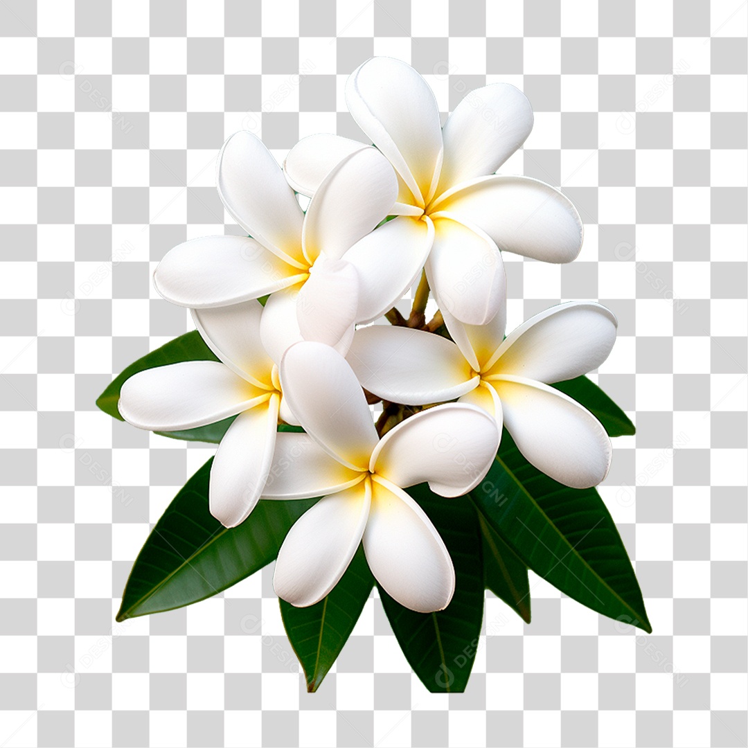 Flor Branca PNG Transparente