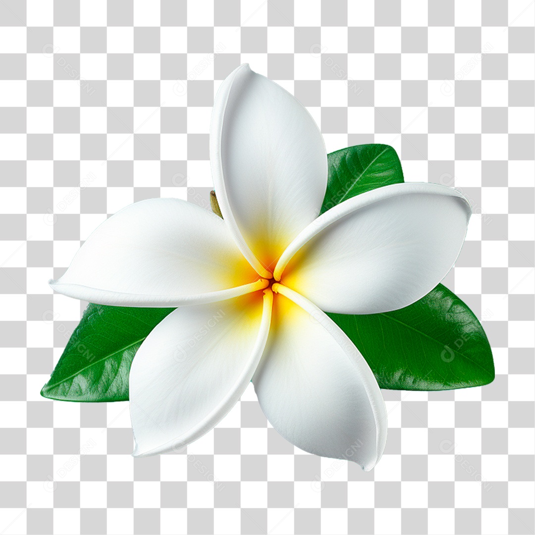 Flor de Jasmim PNG Transparente