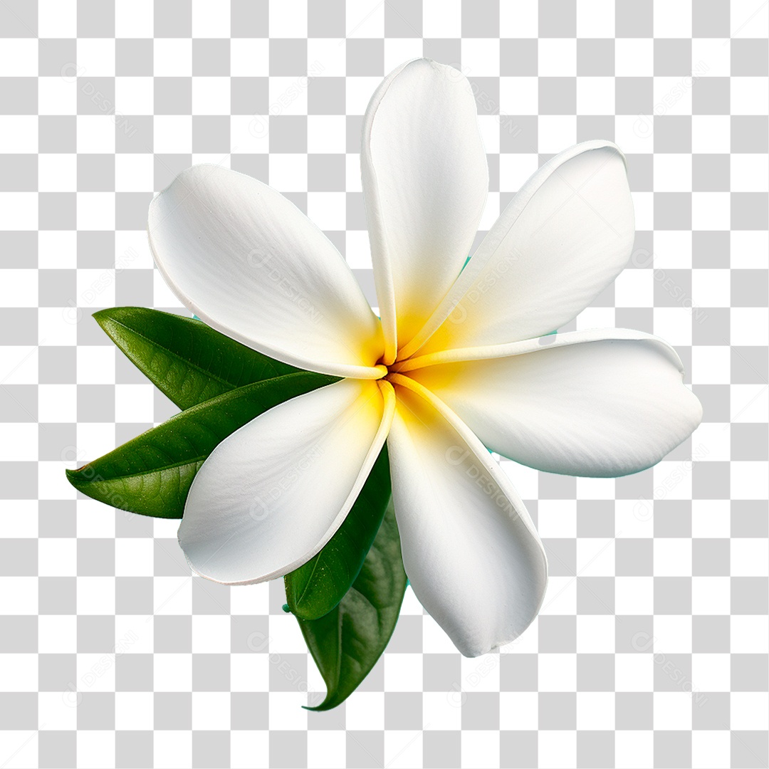Flor de Jasmim PNG Transparente