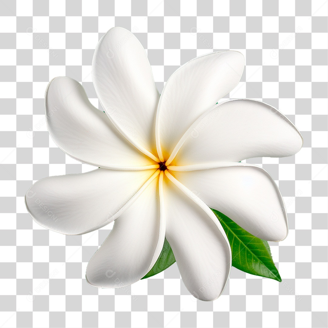 Flor de Jasmim PNG Transparente