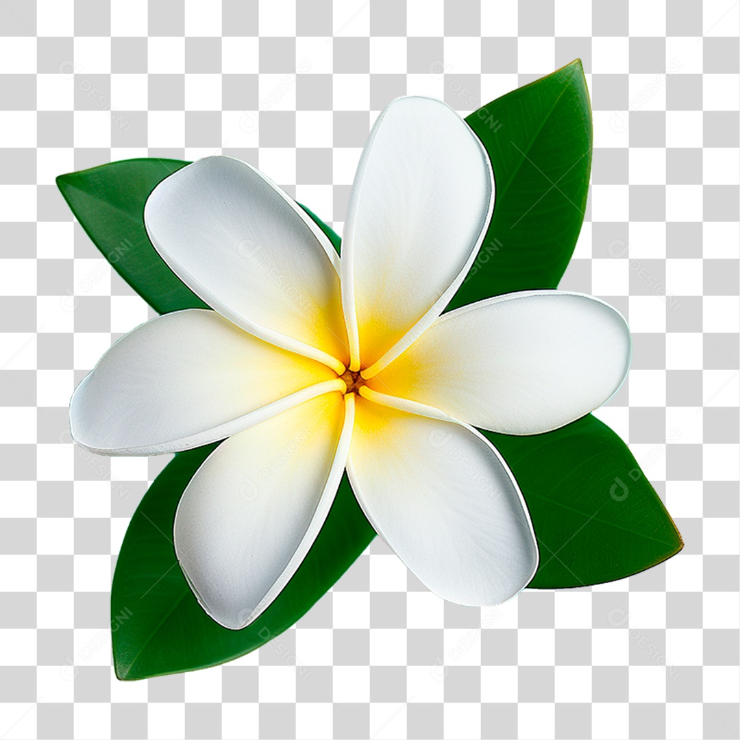 Flor de Jasmim PNG Transparente