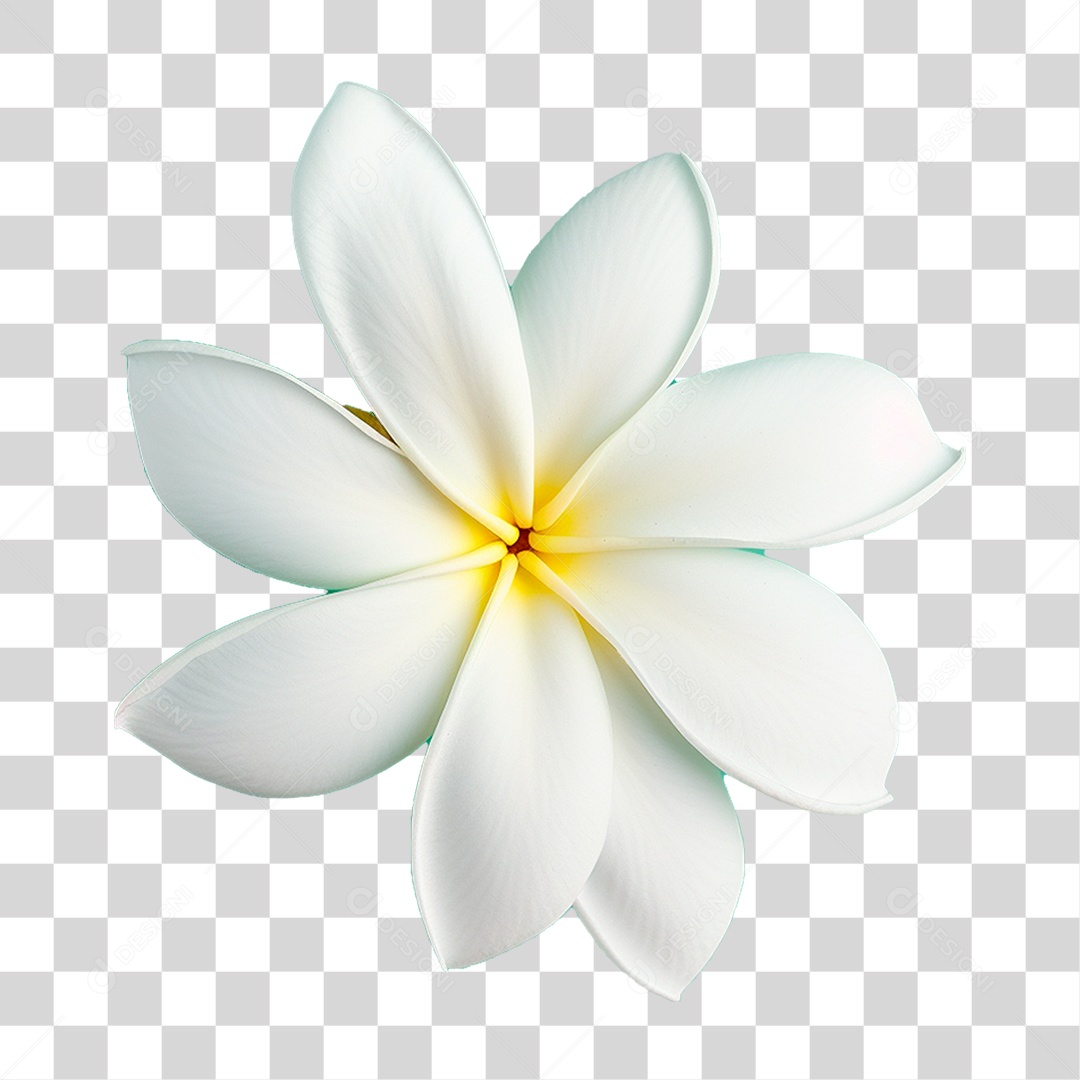 Flor de Jasmim PNG Transparente