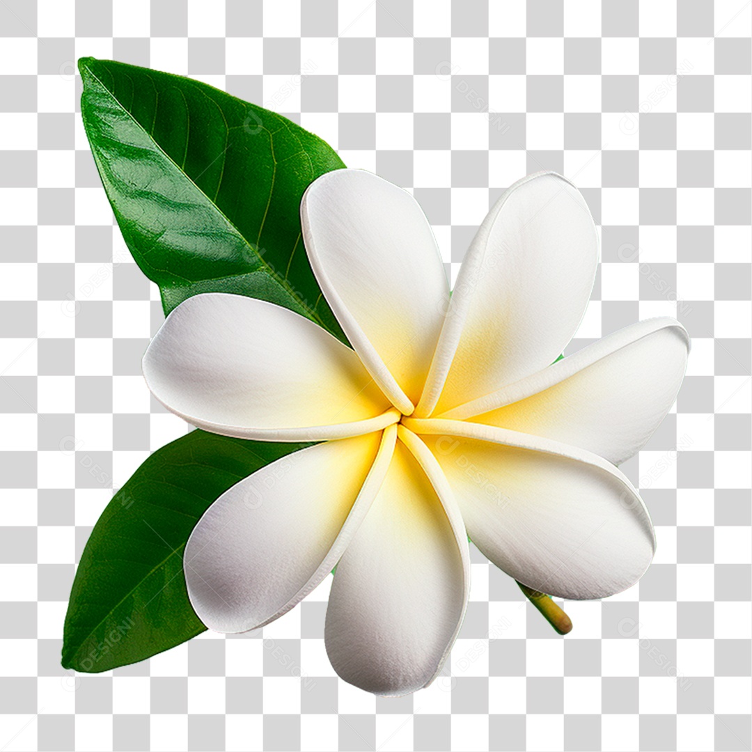 Flor de Jasmim PNG Transparente