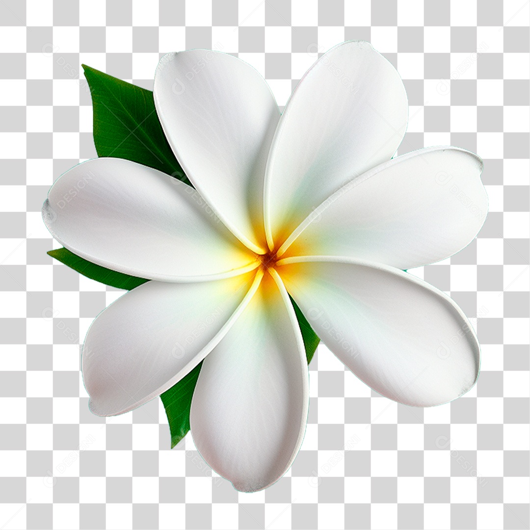Flor de Jasmim PNG Transparente
