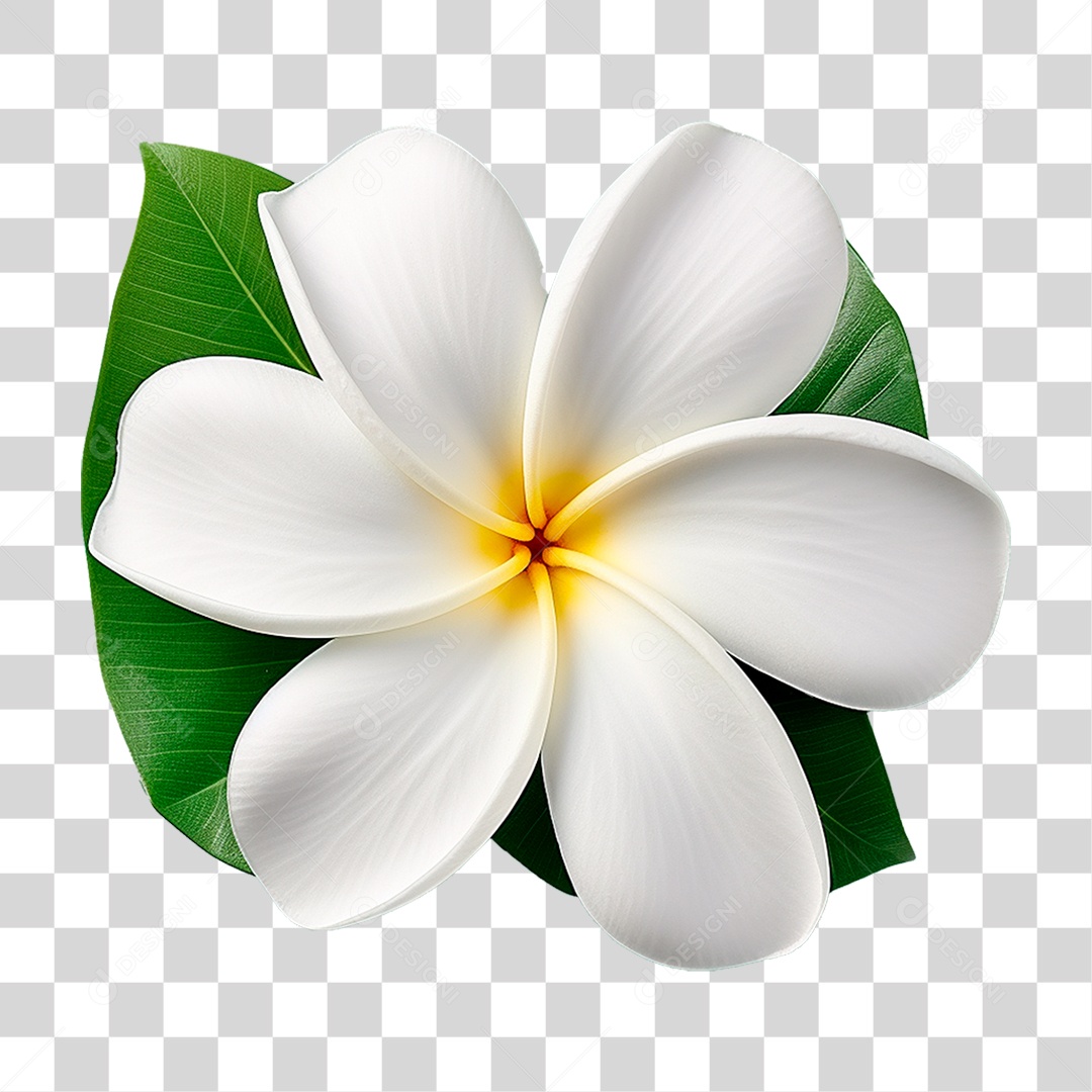 Flor de Jasmim PNG Transparente