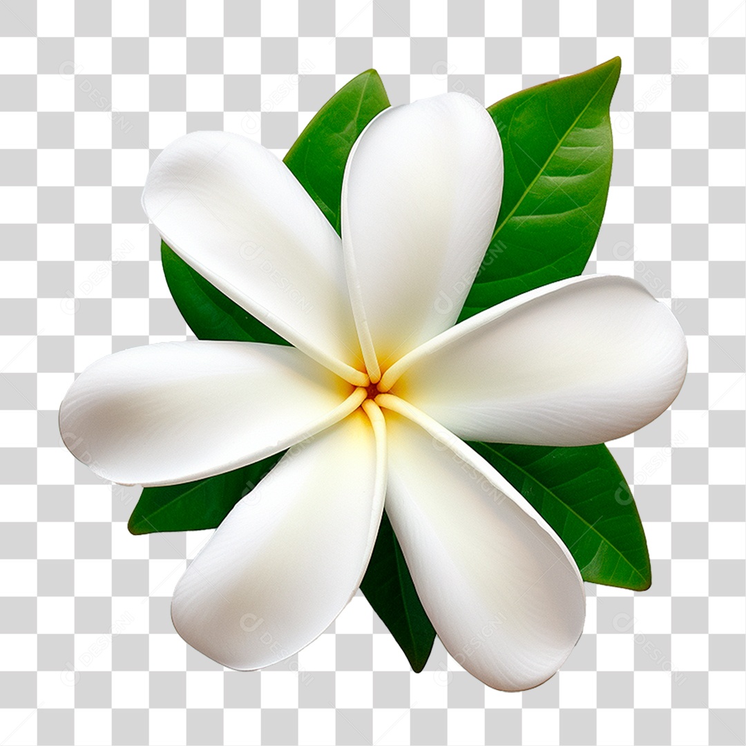 Flor de Jasmim PNG Transparente