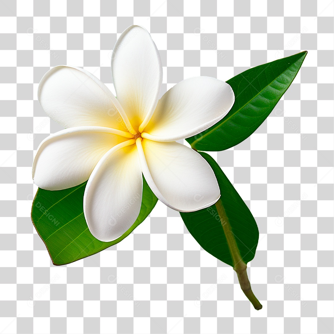 Flor de Jasmim PNG Transparente