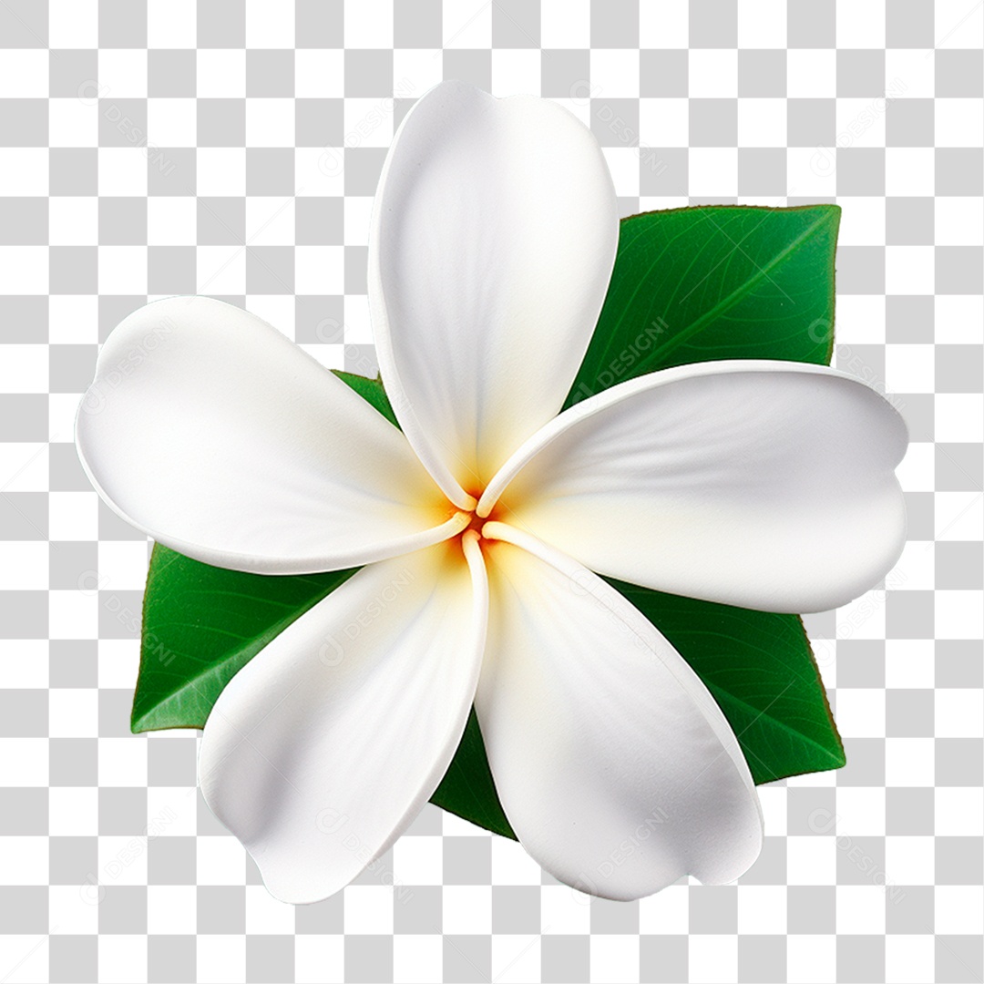 Flor de Jasmim PNG Transparente