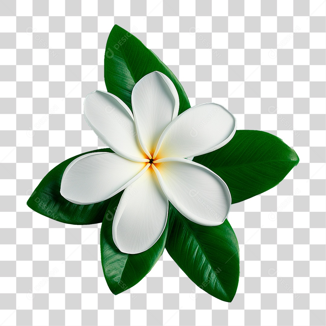Flor de Jasmim PNG Transparente