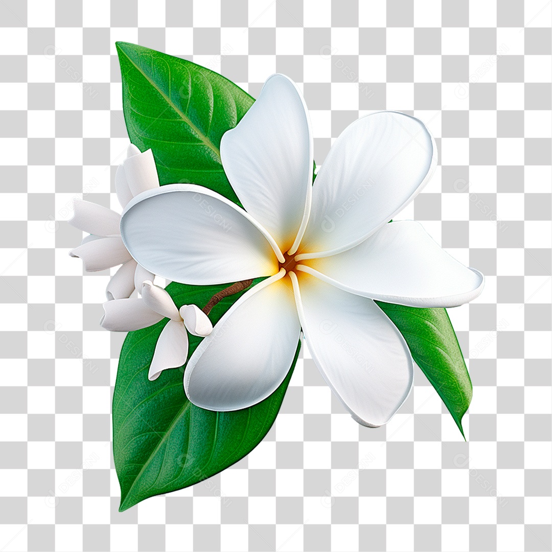 Flor de Jasmim PNG Transparente