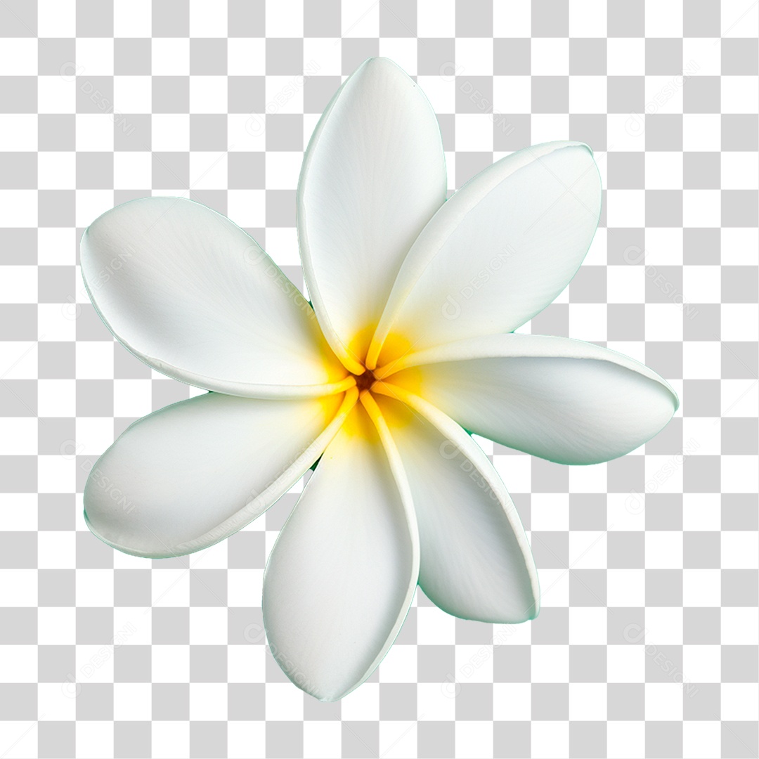 Flor Branca PNG Transparente