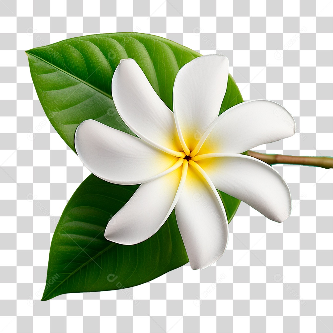 Flor de Jasmim PNG Transparente