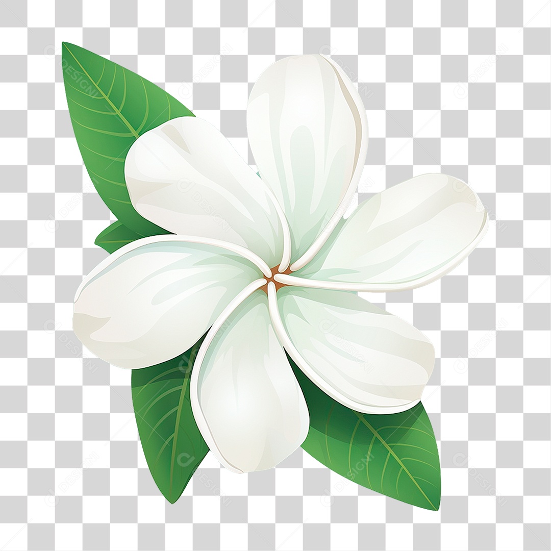 Flor de Jasmim PNG Transparente