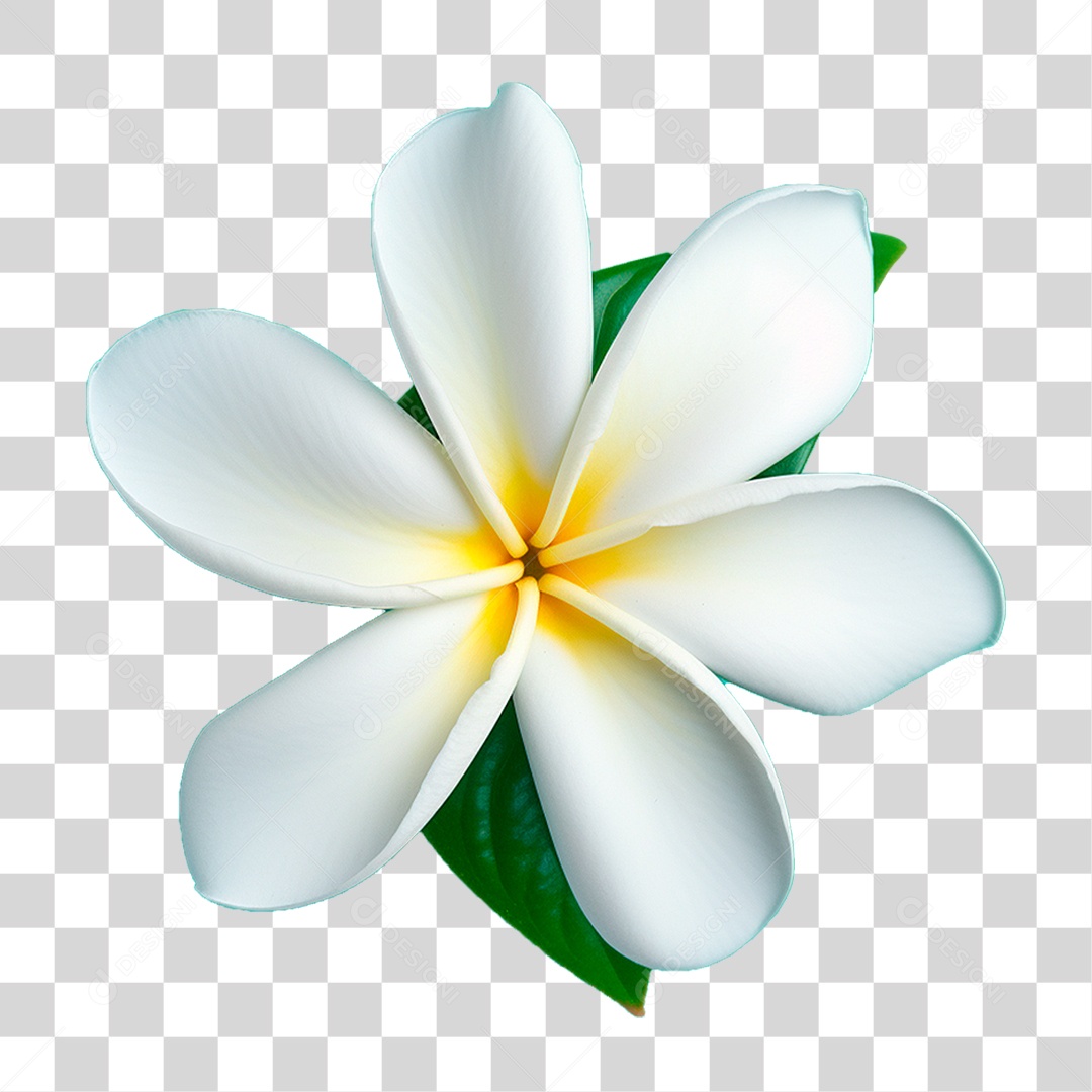 Flor de Jasmim PNG Transparente