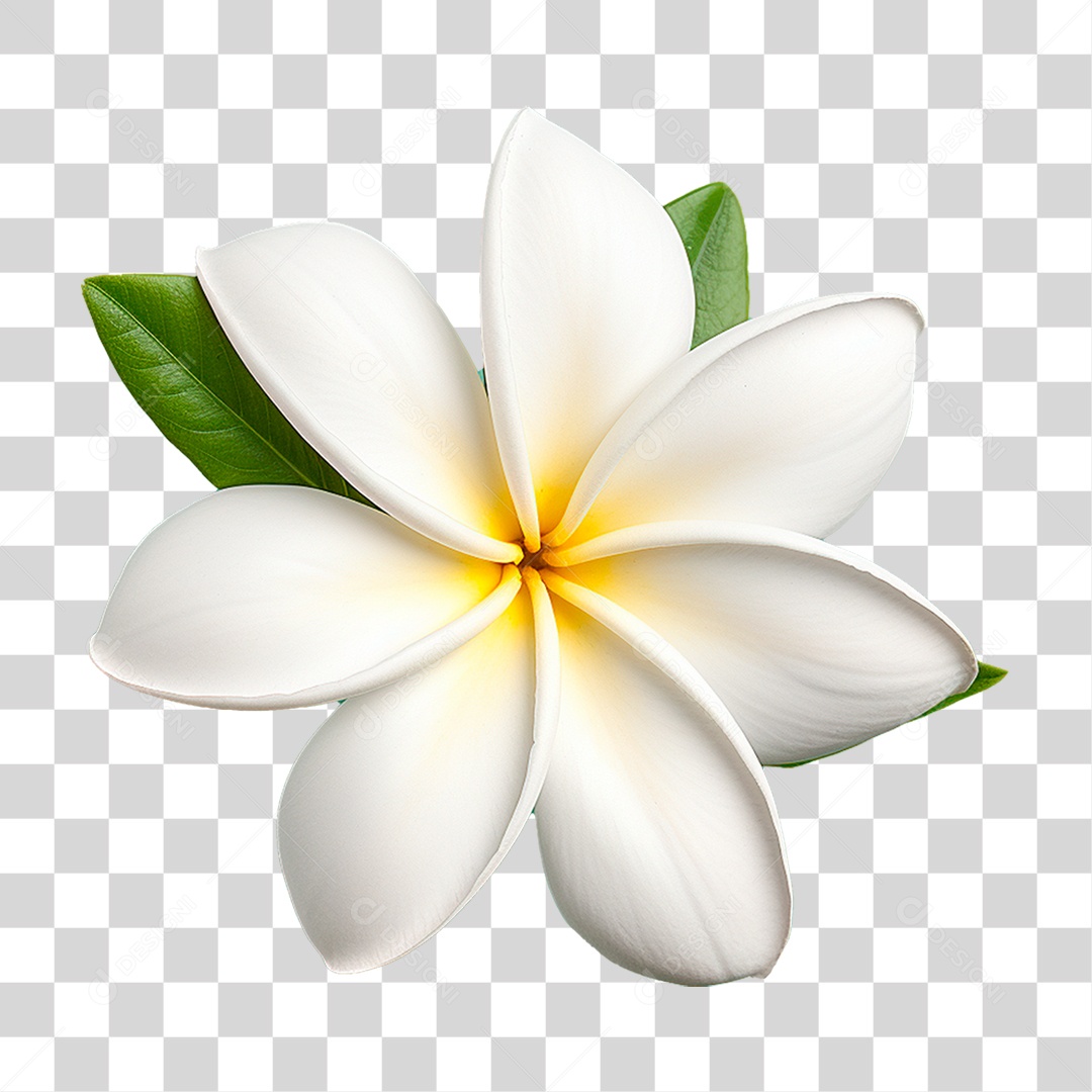 Flor de Jasmim PNG Transparente
