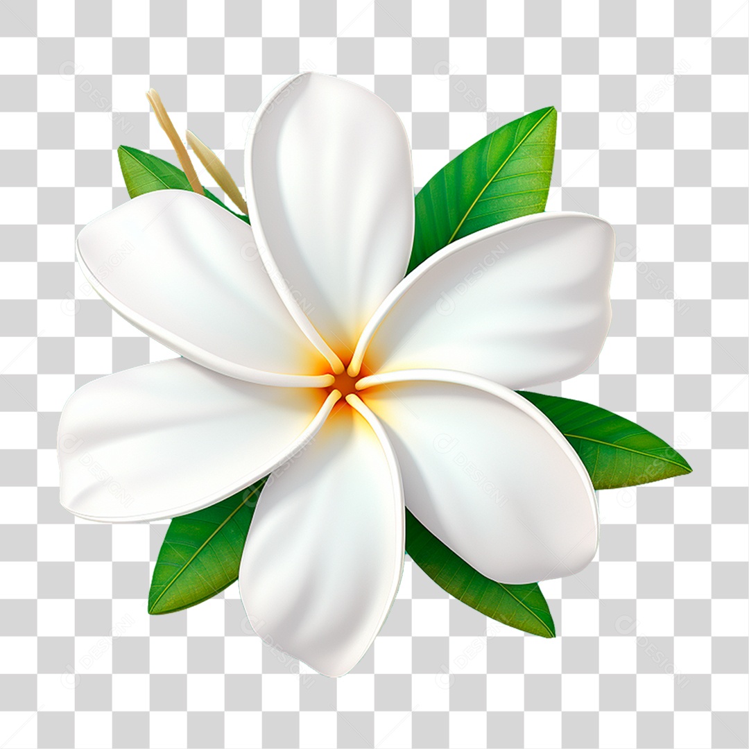 Flor Branca PNG Transparente
