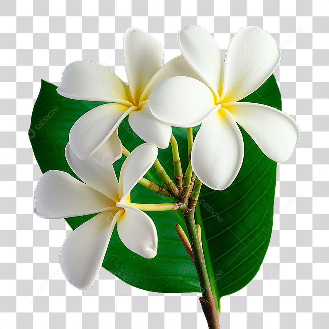 Flor Branca PNG Transparente