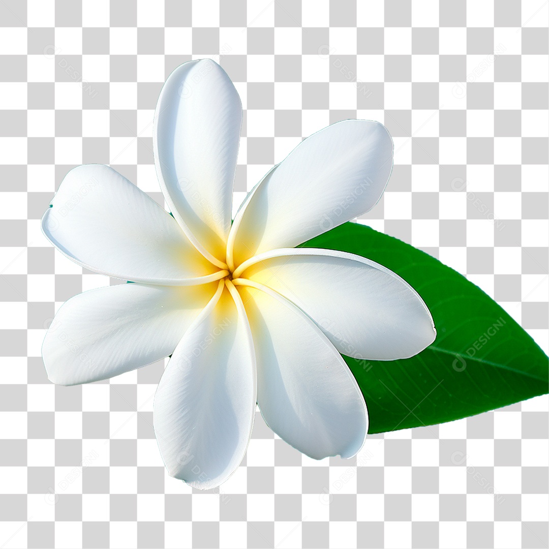 Flor Jasmins PNG Transparente